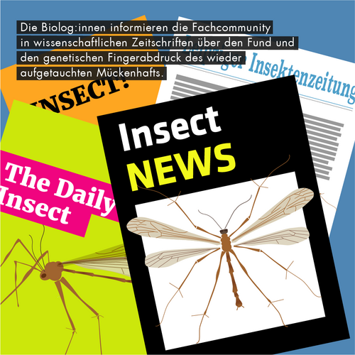Die Grafik zeigt drei Zeitschriften mit Insekten auf dem Titel. Der Text lautet: "Die Biolog:innen informieren die Fachcommunity in wissenschaftlichen Zeitschriften über den Fund und den genetischen Fingerabdruck des wieder aufgetauchten Mückenhafts."