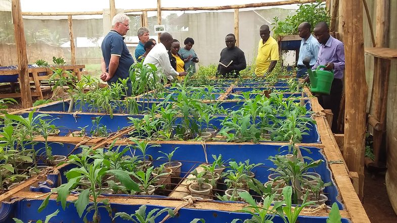 Besichtigung des Anbaus von Arzneipflanzen in einem ugandischen Gewächshaus. Foto: Geninsa