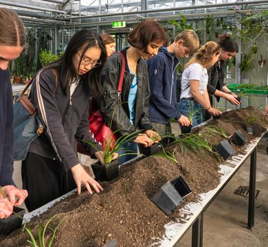 Schüler pflanzen unter Anleitung Pflanzen ein