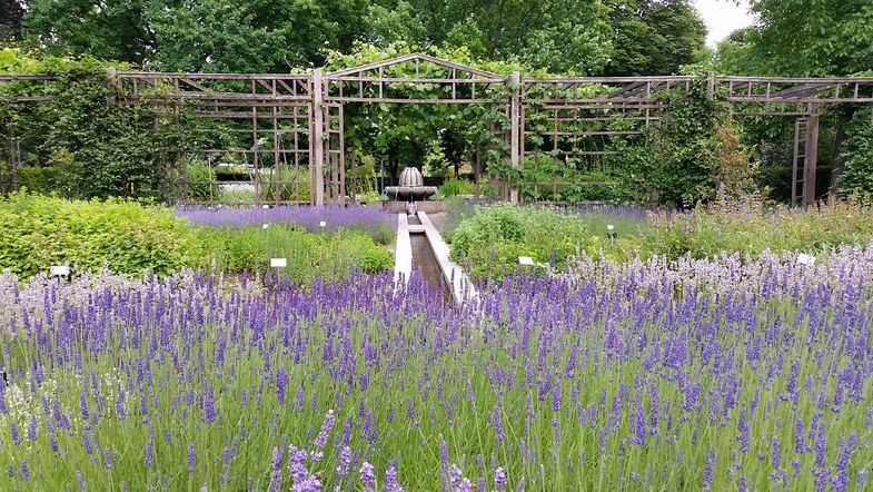Blühender Lavendel in einem Garten