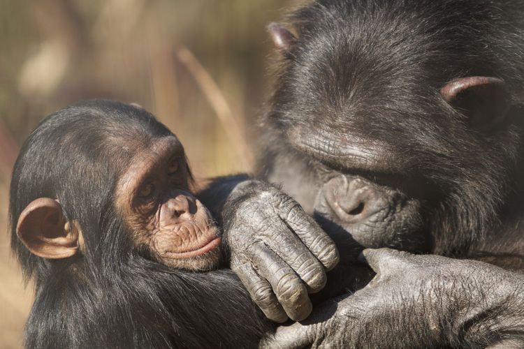Ein Affe groomt sein Junges