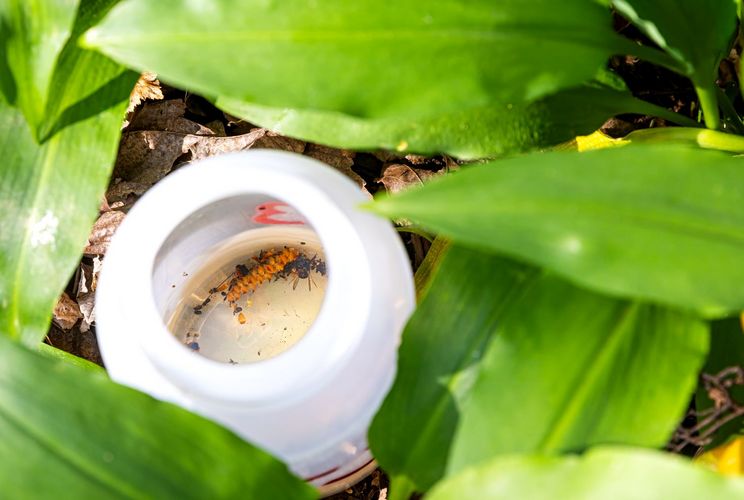 Insekten in einer Auffangschale, die von Blättern umgeben ist.