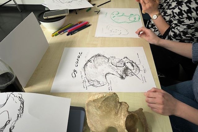 Das weibliche Becken und seine umgebenden Strukturen – in einem Lehrprojekt beschäftigen sich Studierende auf künstlerische Weise mit dem Thema. Foto: Bianca Hünlich