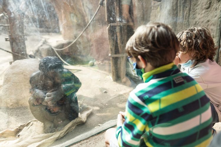 Das Foto zeigt den ältesten Bonobo-Affen des Leipziger Zoos. Fotos (5): Christian Hüller