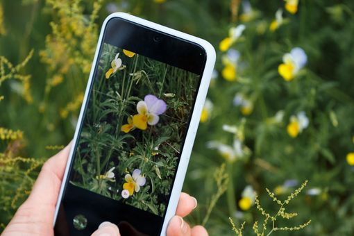 Mit dem Smartphone werden Pflanzen fotografiert.