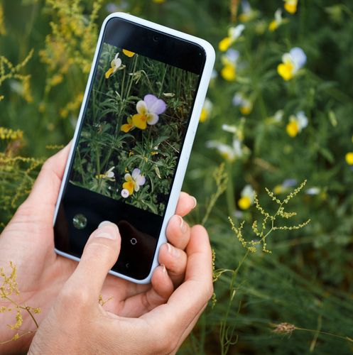 Mit dem Smartphone werden Pflanzen fotografiert.
