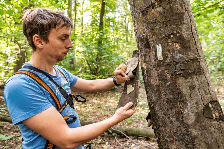 Zu sehen ist Rolf Engelmann beim Untersuchen einer Baumrinde an einem Baum