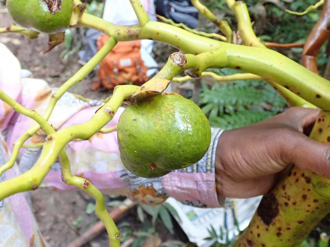 Orania Trispatha ist die Frucht einer endemischen Palmenart auf Madagaskar, sie kommt nirgendwo anders auf der Welt vor. Es handelt sich um eine der wenigen Palmenarten mit großen Früchten (5 cm Länge x 7 cm Breite) im östlichen feuchten Wald der Insel. Der Artname Trispatha entstammt der Tatsache, dass die Frucht drei Samen enthält, die wie kleine Kokosnüsse aussehen.