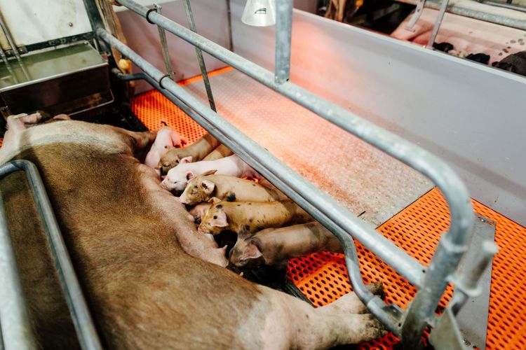 Eine Sau liegt im Stall und säugt ihre Ferkel.