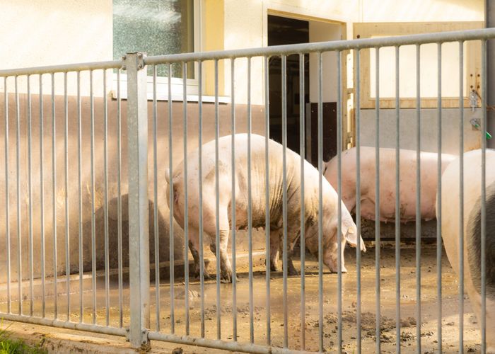 Auf dem Bild sind Schweine im Stall des Lehr- und Forschungsgutes Oberholz zu sehen.