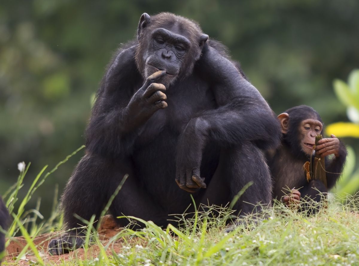 zur Vergrößerungsansicht des Bildes: Zu sehen ist ein Schimpanse mit Baby.