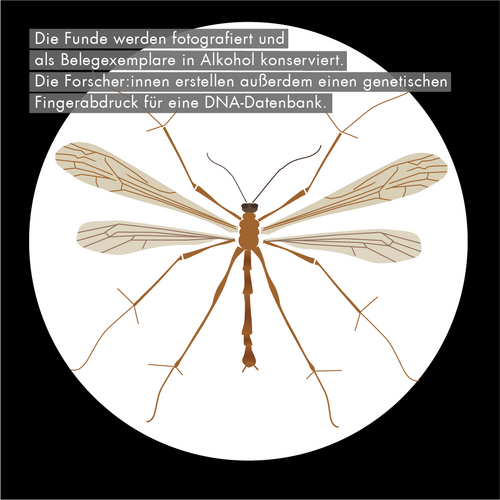 Die Grafik zeigt das Insekt Mückenhaft von oben. Der Text lautet: "Die Funde werden fotografiert und als Belegexemplare in Alkohol konserviert. Die Forscher:innen erstellen außerdem einen genetischen Fingerabdruck für eine DNA-Datenbank."
