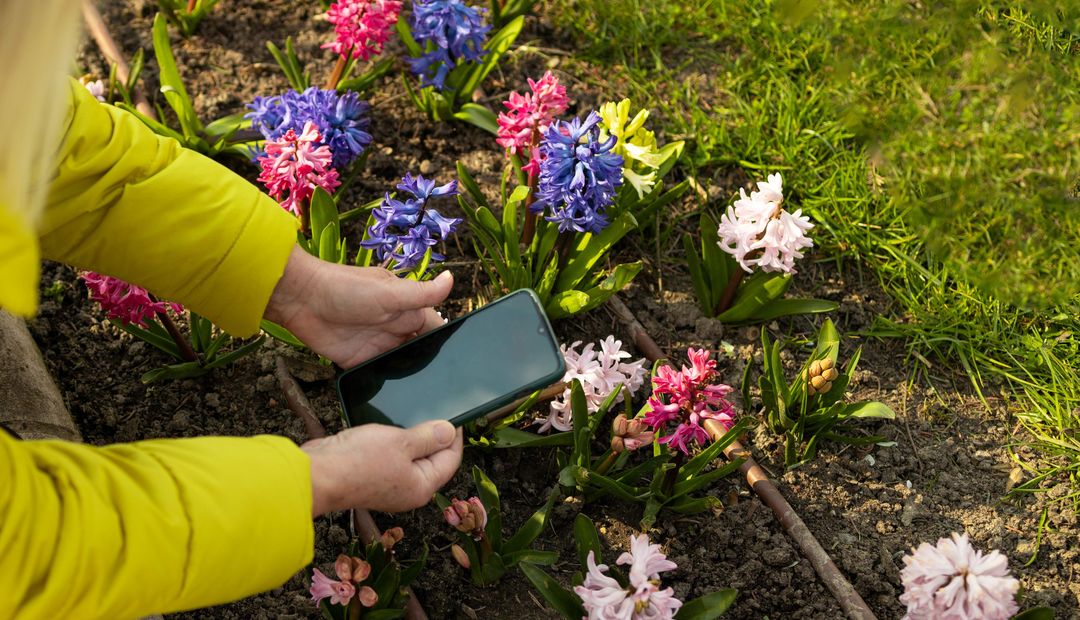 Eine Frau fotografiert mit ihrem Smartphone Blumen